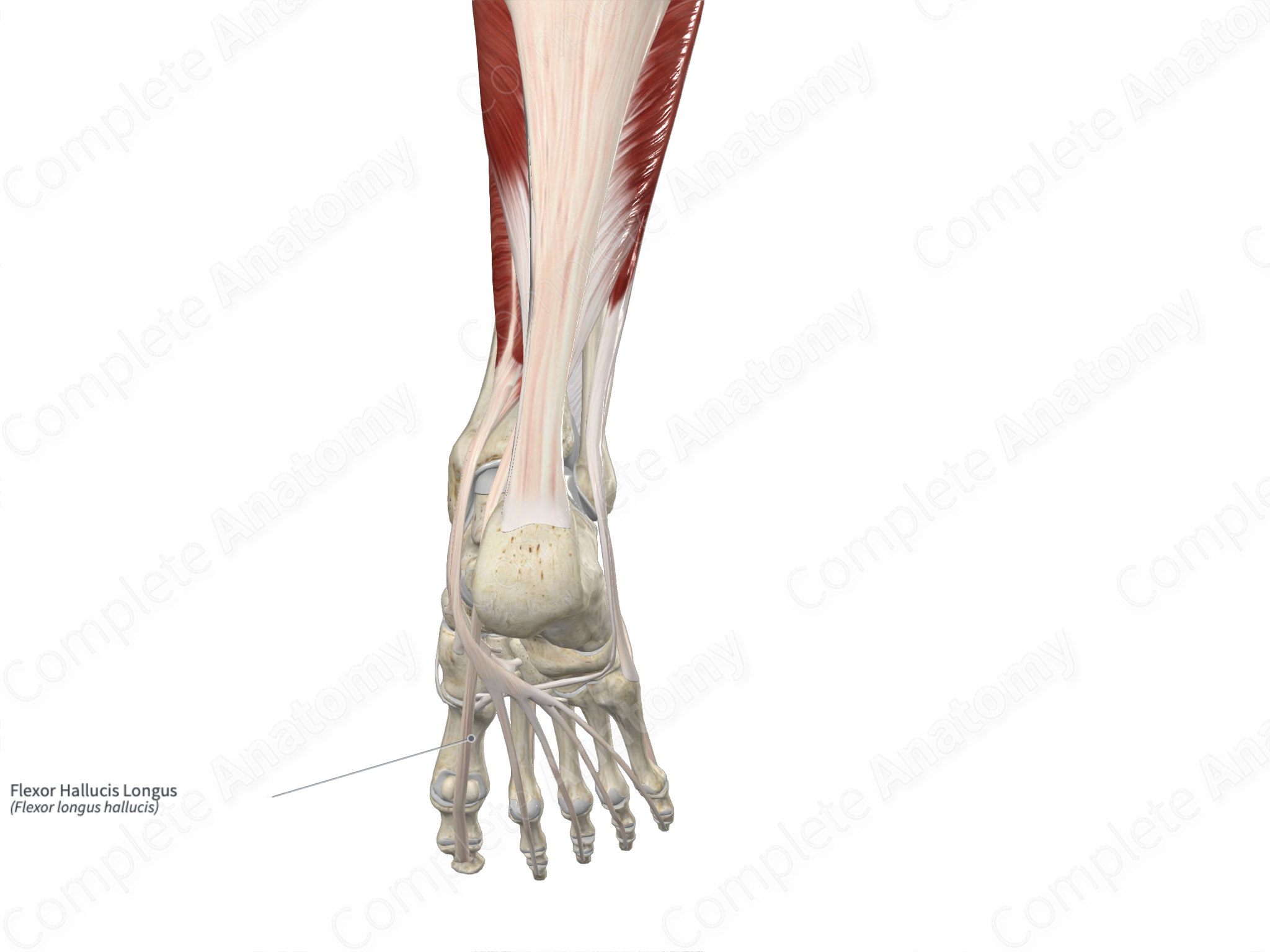 tibial posterior flexor digitorum longus flexor hallucis longus