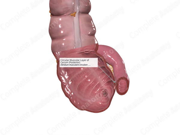 Circular Muscular Layer of Cecum (Posterior)