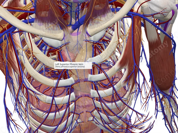 Left Superior Phrenic Vein