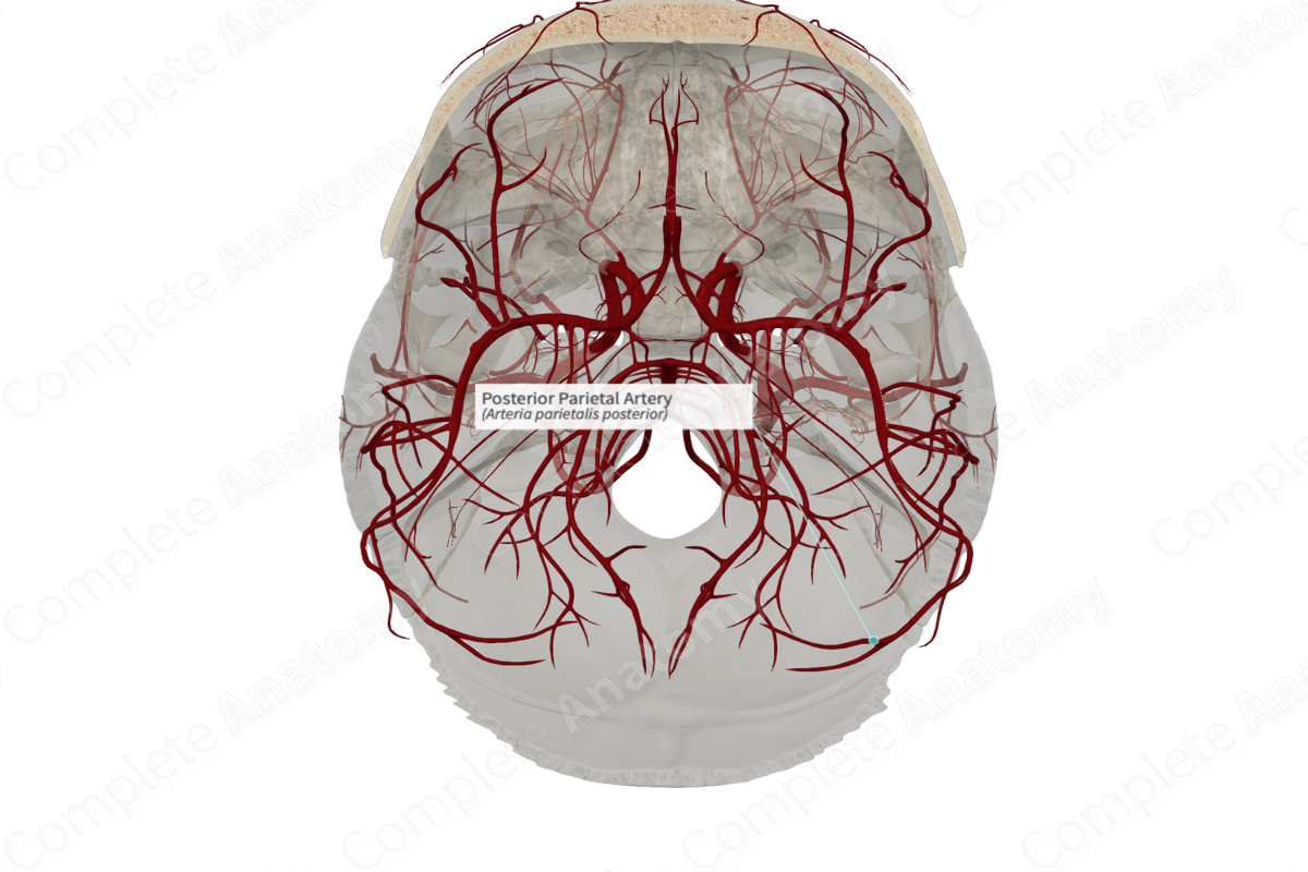 Posterior Parietal Artery 