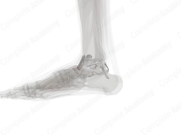 Ankle Joint (Left)