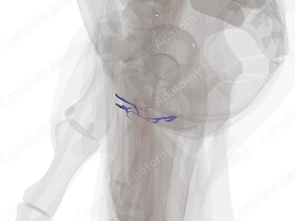 Veins of Female External Genitalia