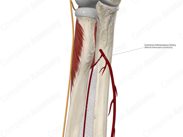 Common Interosseous Artery