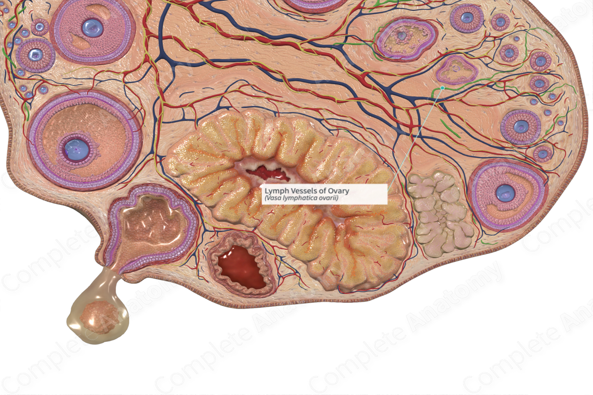 Lymph Vessels of Ovary
