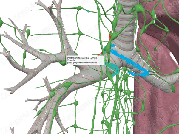 Posterior Mediastinal Lymph Vessels