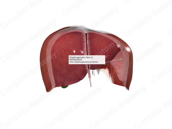 Diaphragmatic Part of Peritoneum