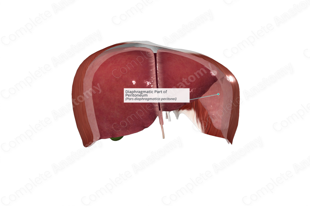 Diaphragmatic Part of Peritoneum