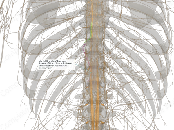 Medial Branch of Posterior Ramus of Ninth Thoracic Nerve (Right)