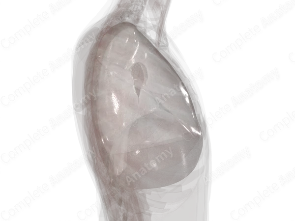 Pleura