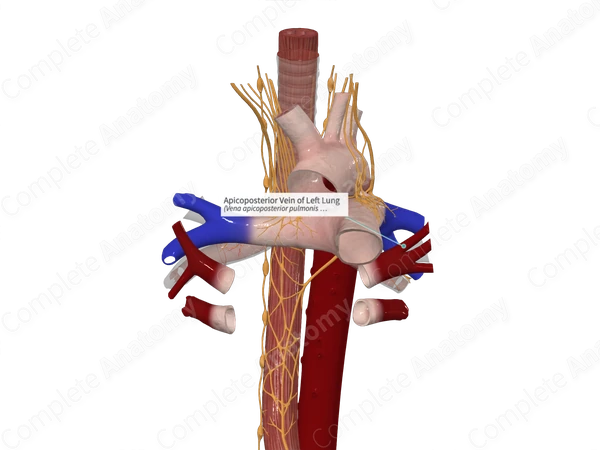 Apicoposterior Vein of Left Lung