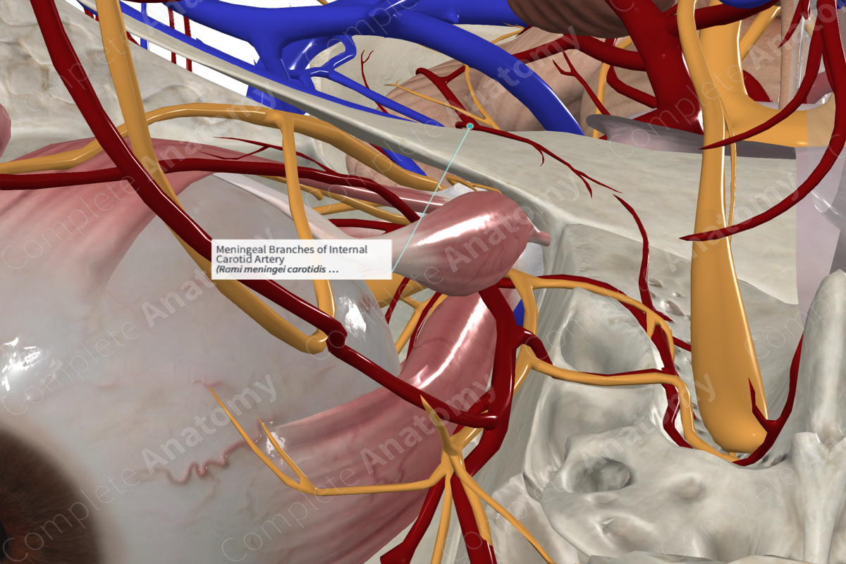 Meningeal Branches of Internal Carotid Artery 