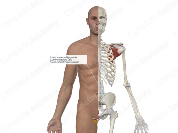 Intertransverse Ligaments (Lumbar Region; Left)