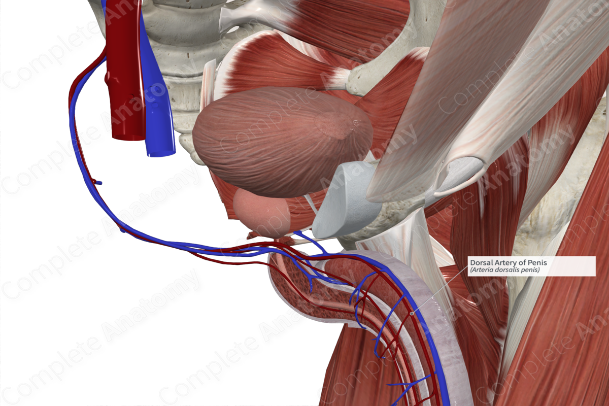 Dorsal Artery of Penis | Complete Anatomy