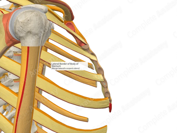 Lateral Border of Body of Sternum (Left)