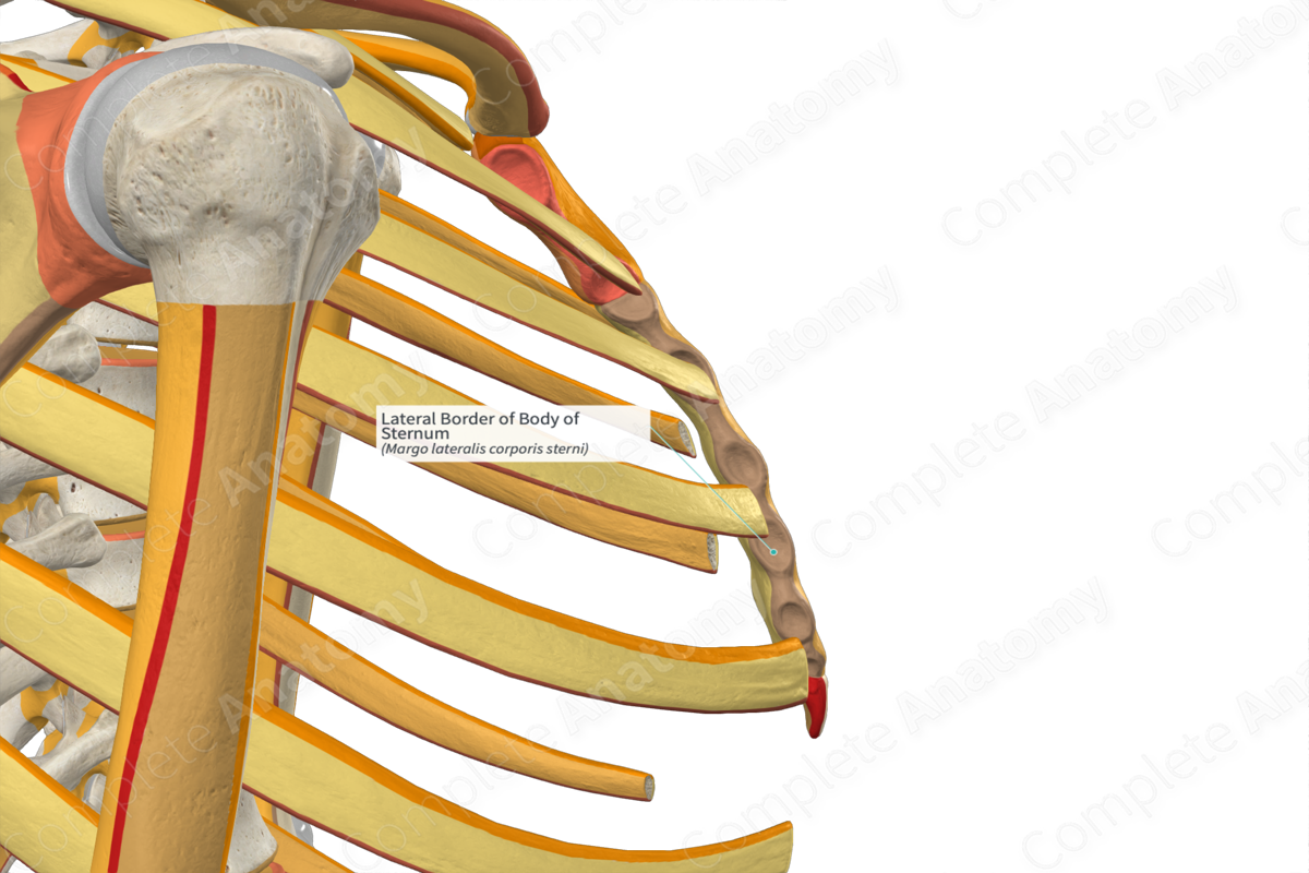 Lateral Border of Body of Sternum (Left)