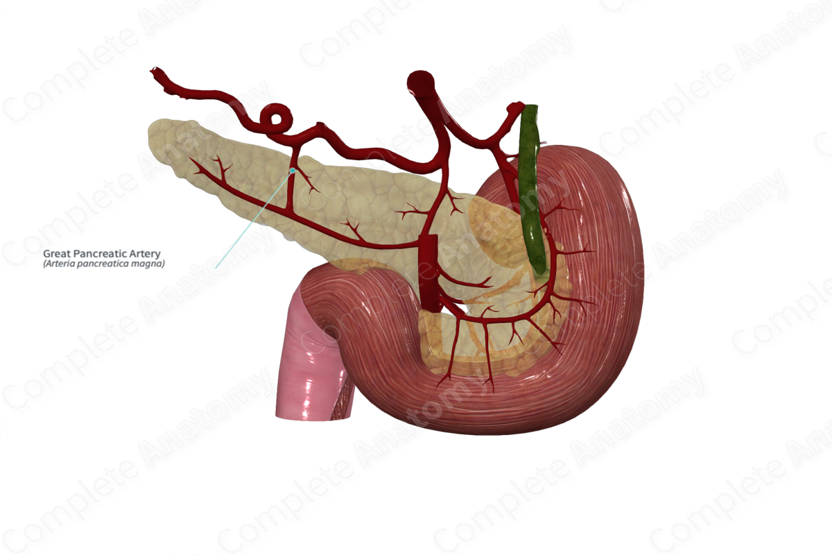 Great Pancreatic Artery