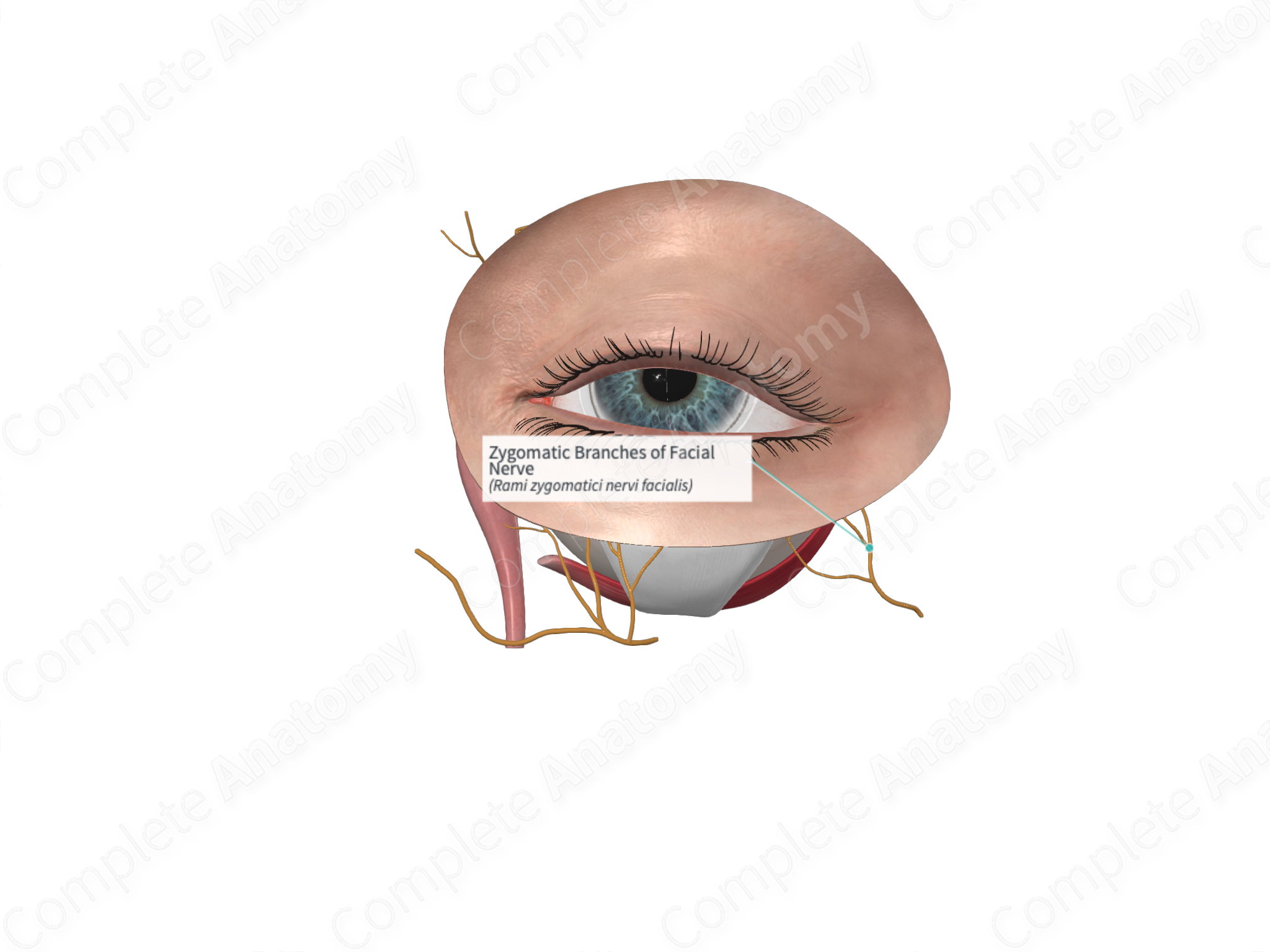 zygomatic-branches-of-facial-nerve-complete-anatomy