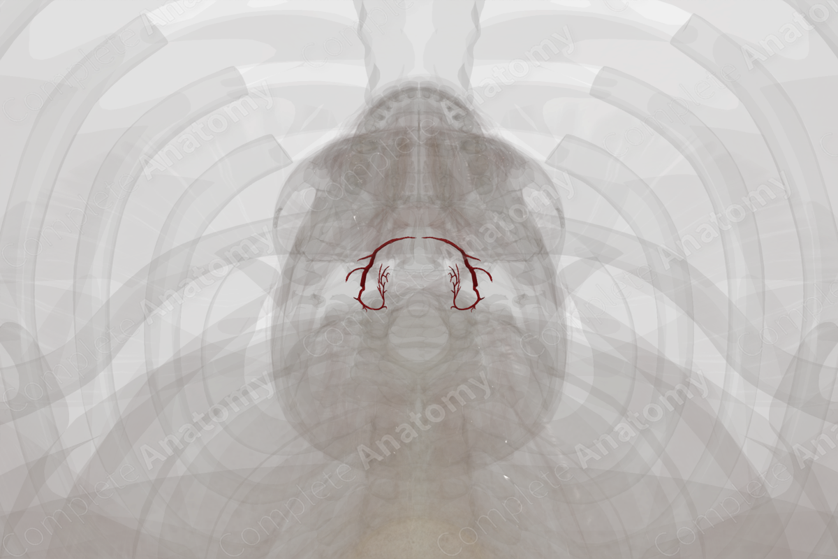Arteries of Thyroid Gland