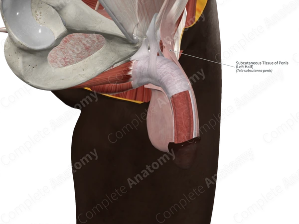 Subcutaneous Tissue of Penis (Left Half)