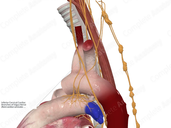 Inferior Cervical Cardiac Branches of Vagus Nerve