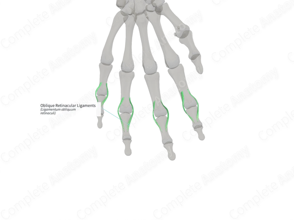 Oblique Retinacular Ligaments (Left)