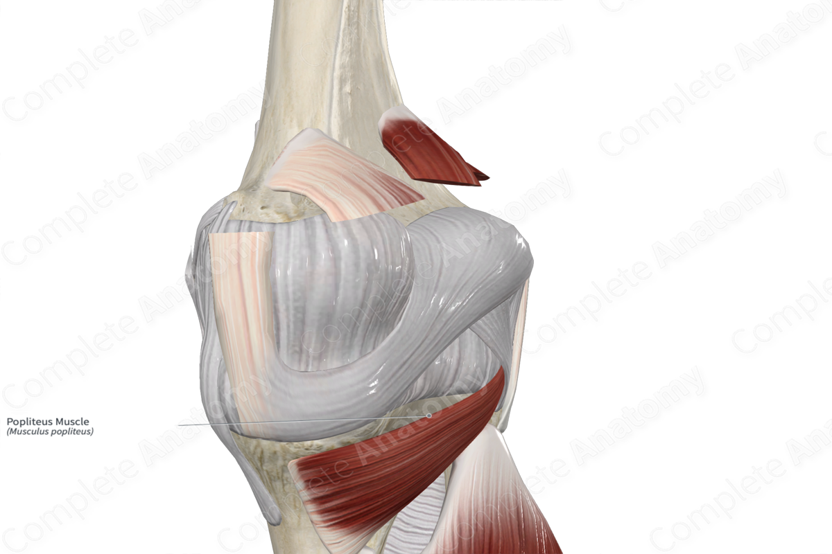 Popliteus Muscle 