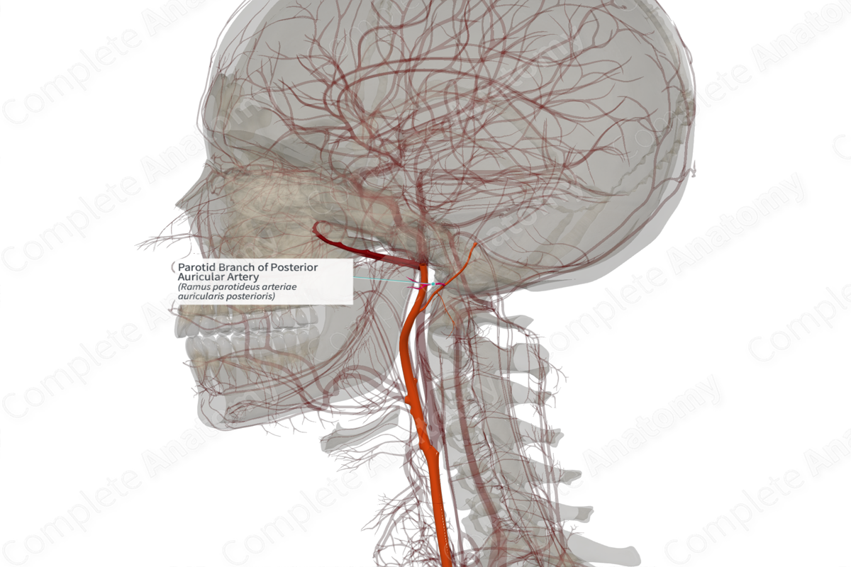 Parotid Branch of Posterior Auricular Artery (Left)