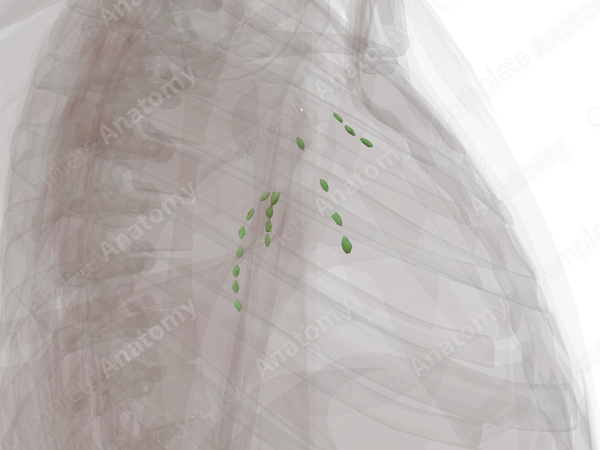 Superficial Axillary Nodes (Left)