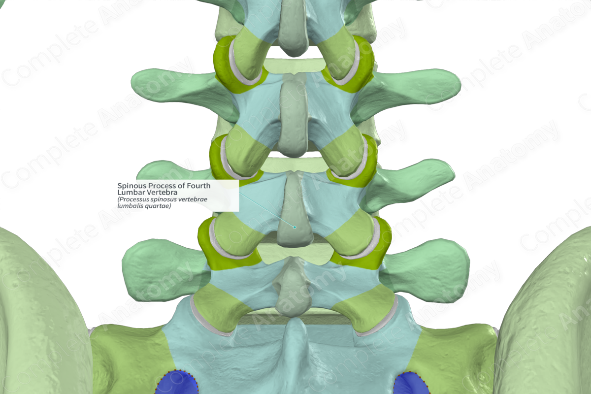 Spinous Process of Fourth Lumbar Vertebra