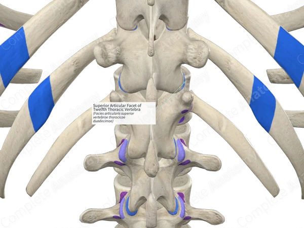 Superior Articular Facet of Twelfth Thoracic Vertebra (Left)