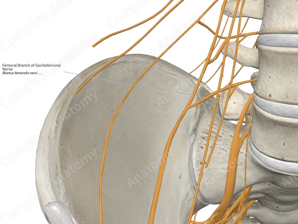 Femoral Branch of Genitofemoral Nerve 