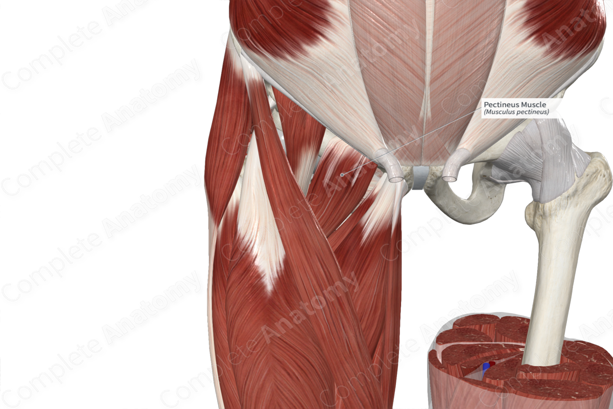 Pectineus Muscle Complete Anatomy