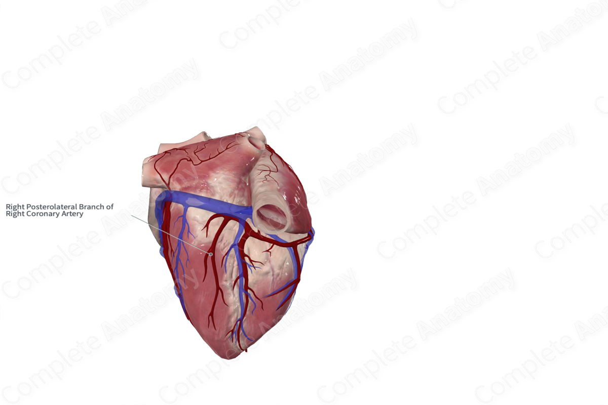 Right Inferolateral Branch of Right Coronary Artery