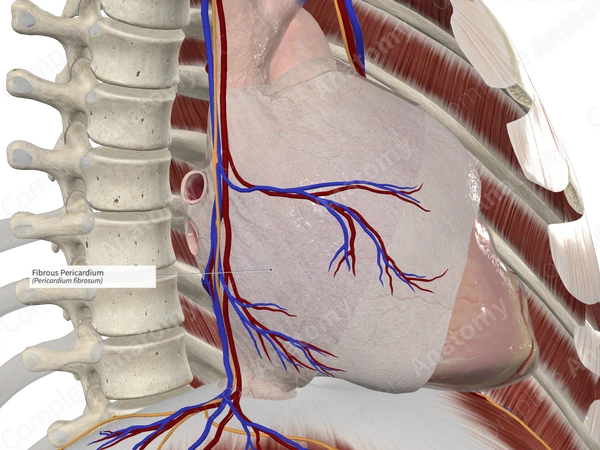 Fibrous Pericardium