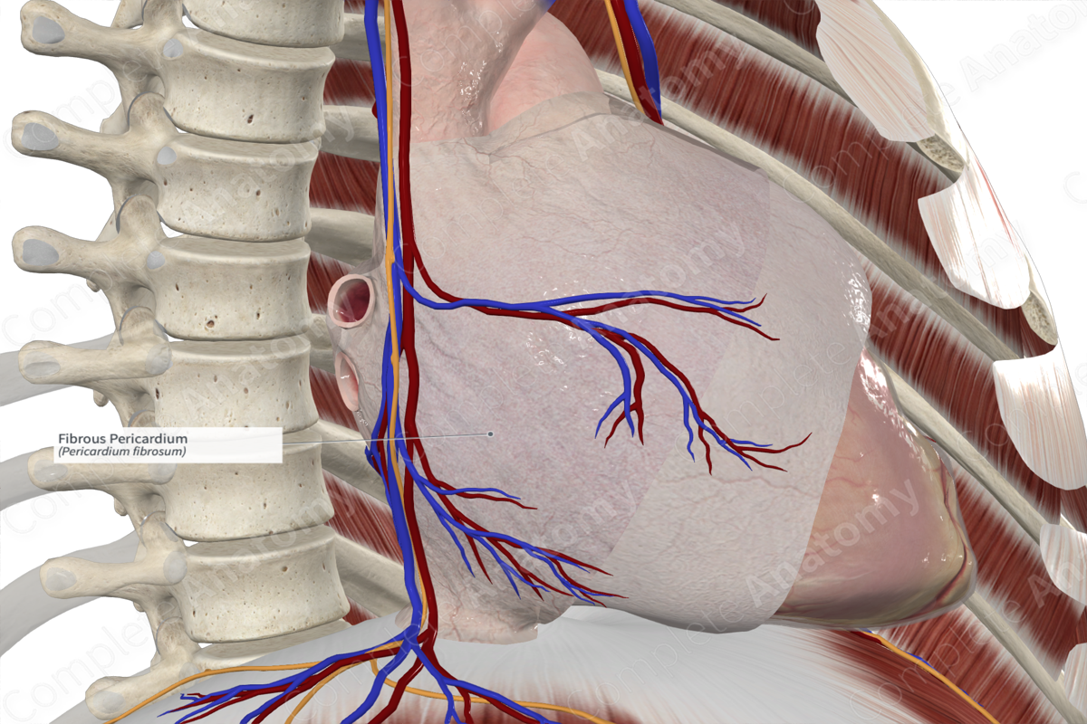 Fibrous Pericardium