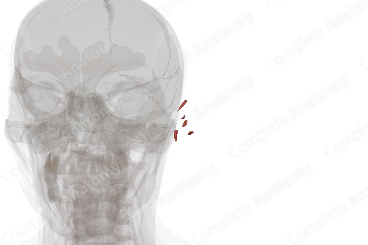 Intrinsic Auricular Muscles (Left)