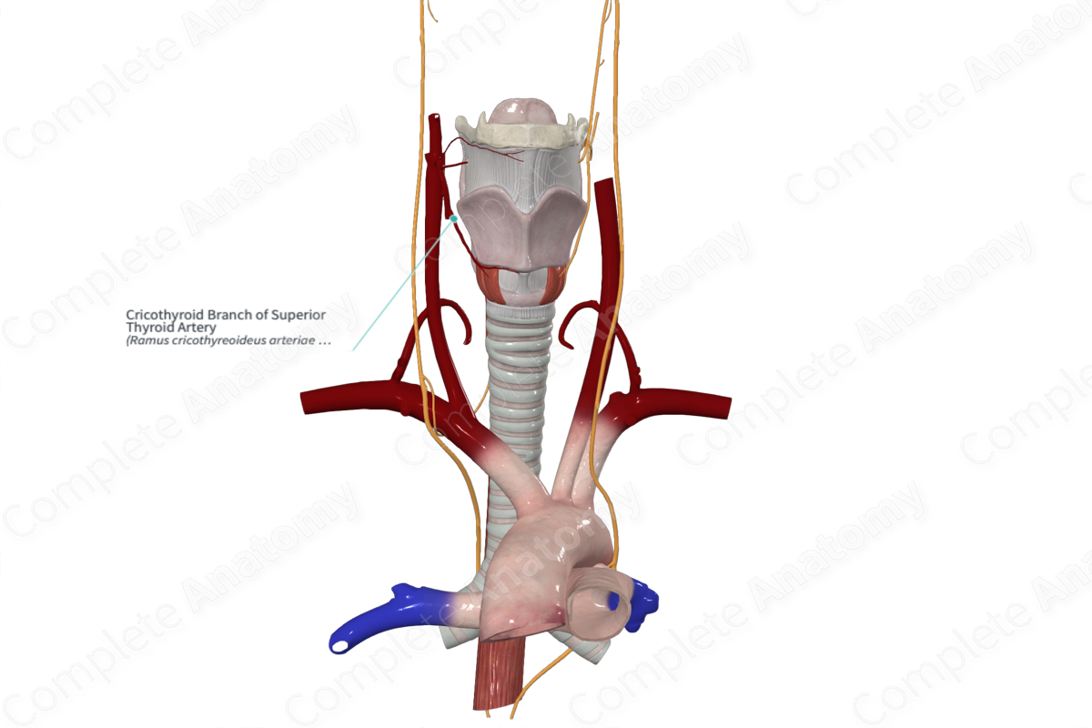 Cricothyroid Branch of Superior Thyroid Artery 