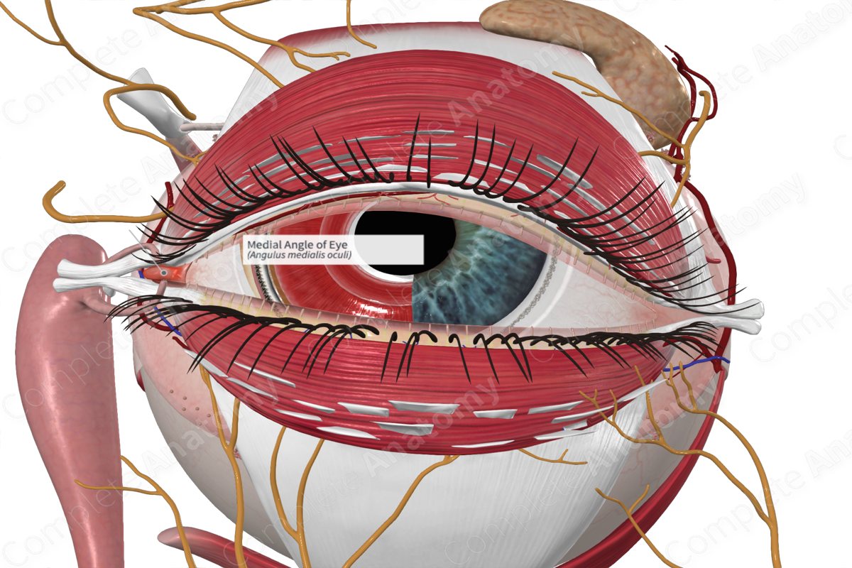 Medial Angle of Eye