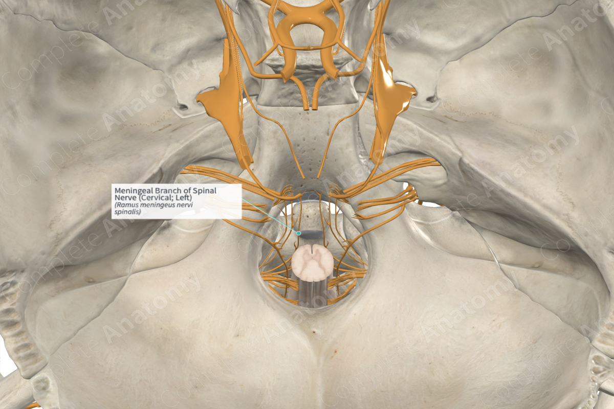 Meningeal Branch of Spinal Nerve (Cervical; Left)