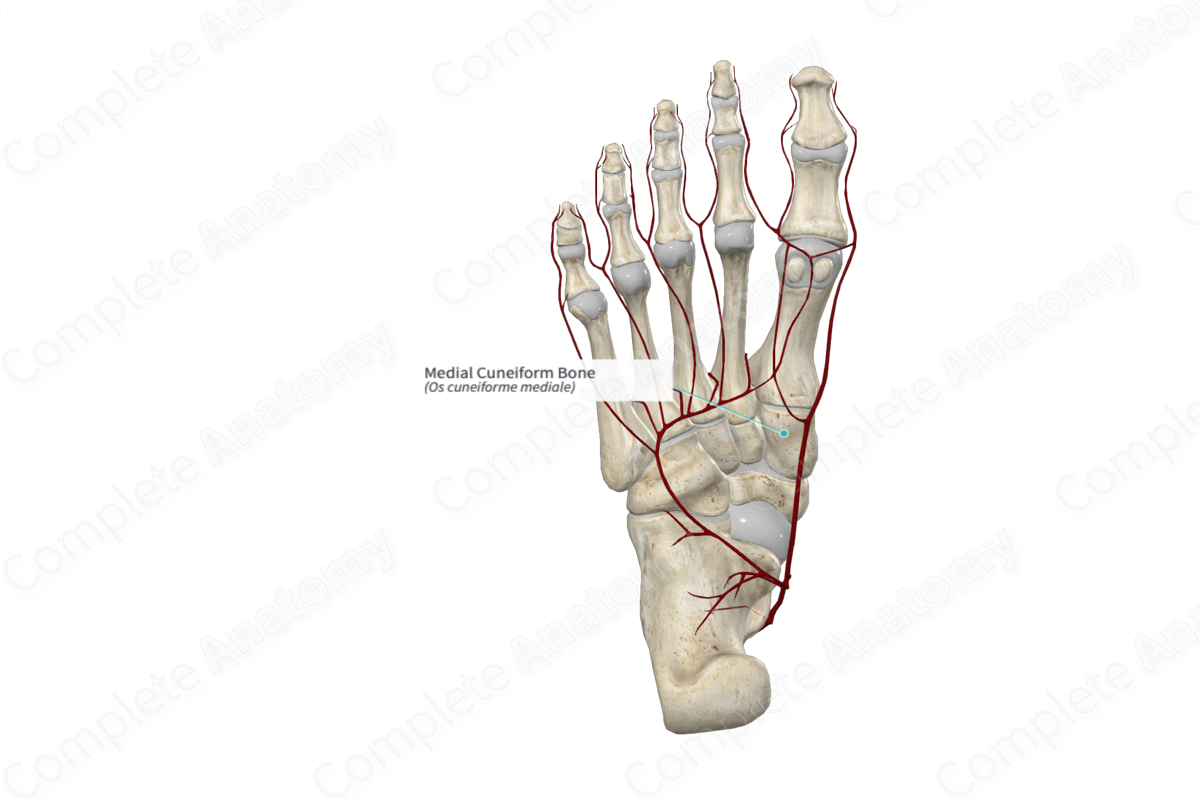 Medial Cuneiform Bone 