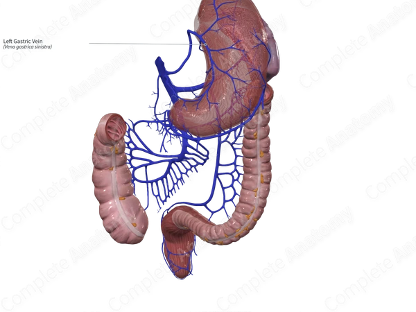 Left Gastric Vein