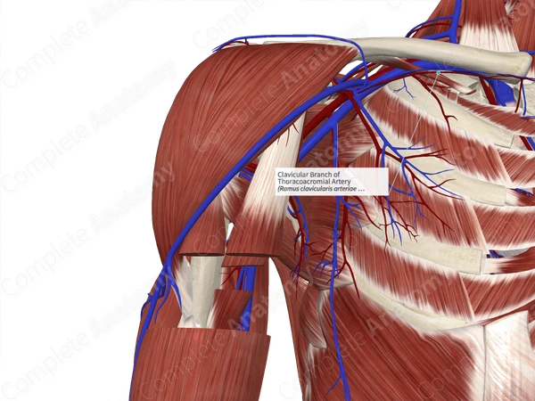 Clavicular Branch of Thoracoacromial Artery 