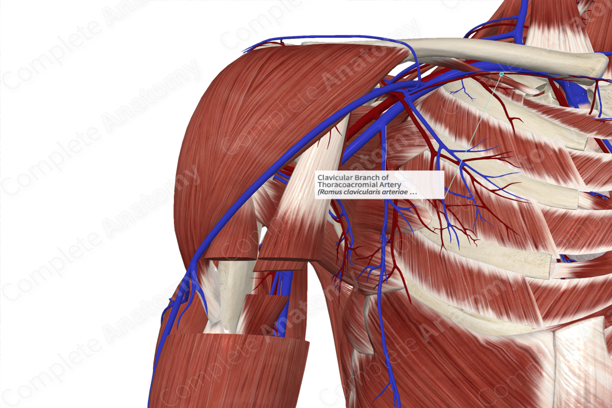 Clavicular Branch of Thoracoacromial Artery 