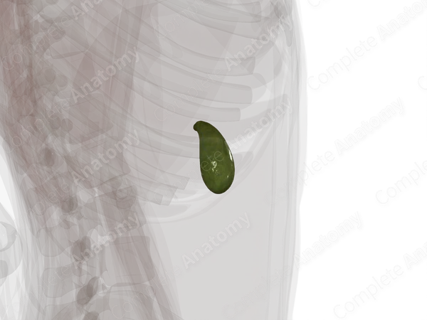 Gallbladder
