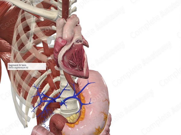 Segment IV Vein