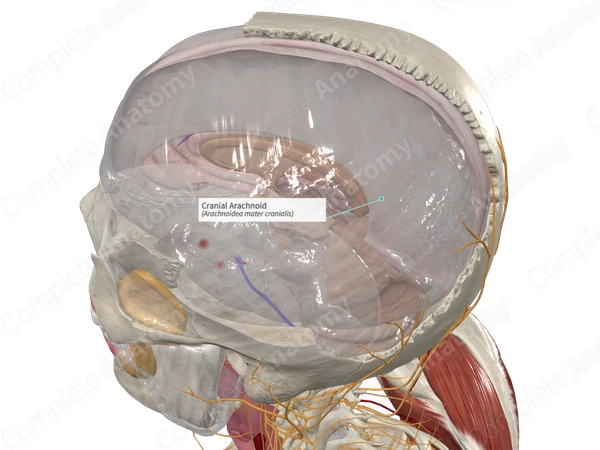 Cranial Arachnoid