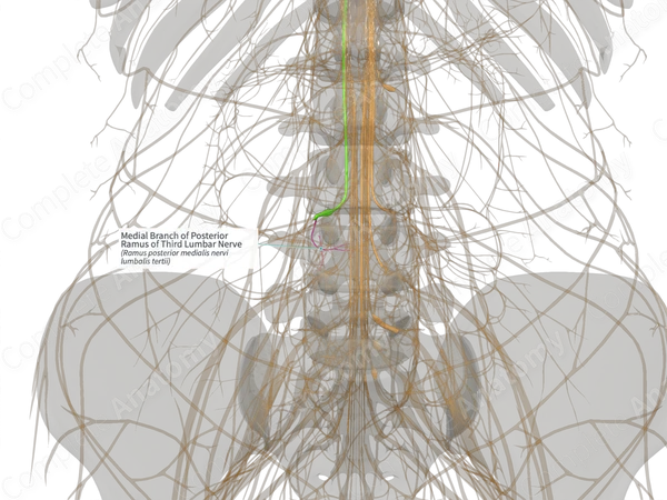 Medial Branch of Posterior Ramus of Third Lumbar Nerve (Left)