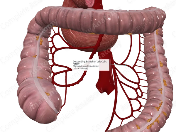 Descending Branch of Left Colic Artery