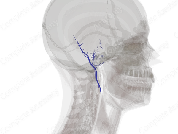 Veins of Ear