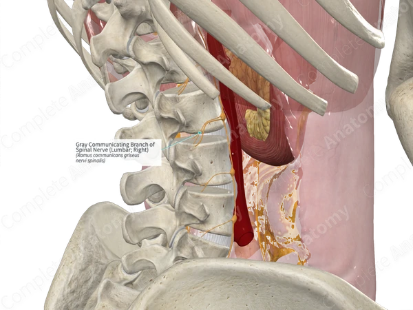 Gray Communicating Branch of Spinal Nerve (Lumbar; Right)